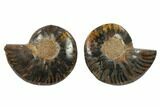 Cut/Polished Ammonite Fossil - Unusual Black Color #132559-1